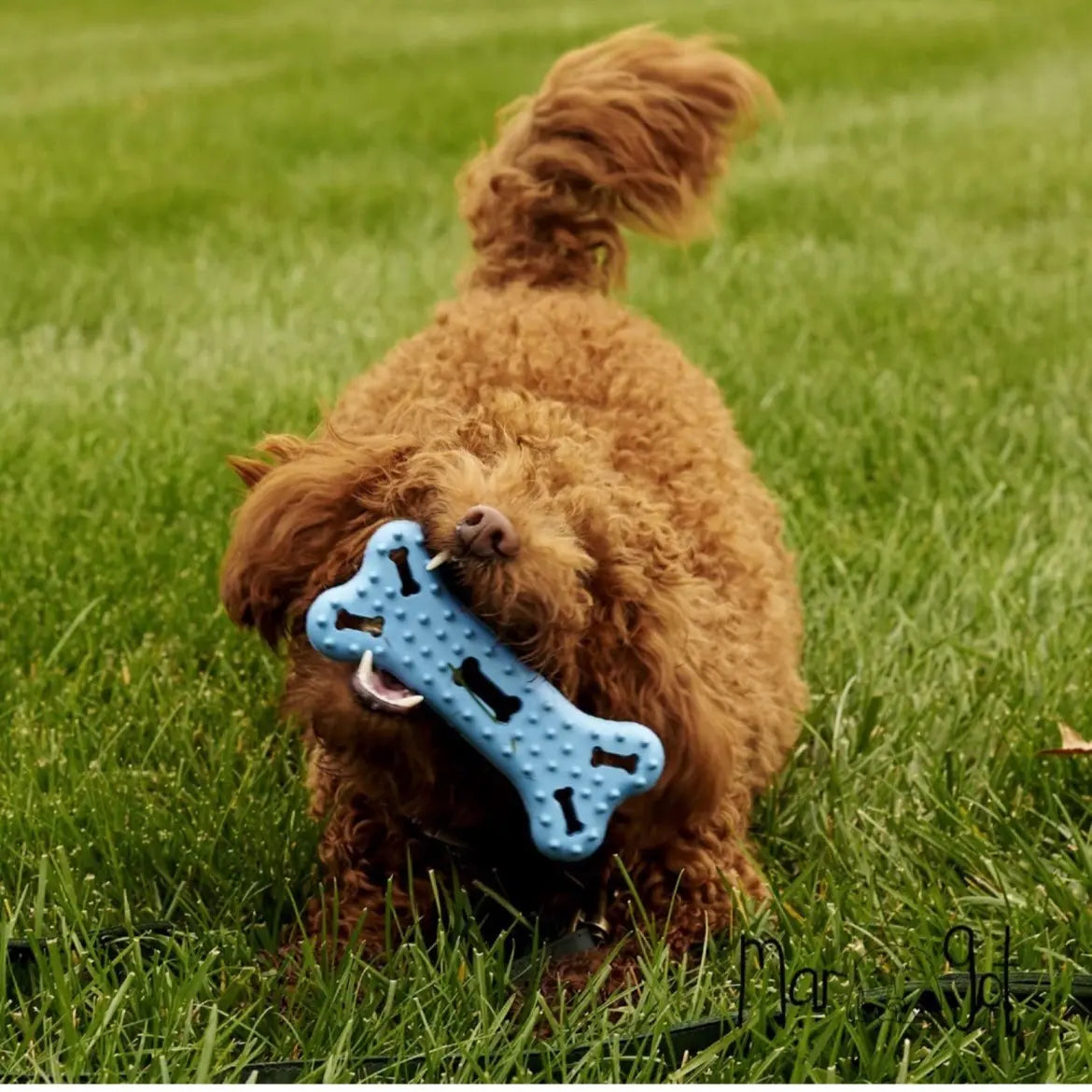 Fetch Toys for Dogs to Keep Them Occupied - Colorful Durable Dog Toy Bundle for Moderate Chewers - Puppy Enrichment Toys Promote Teeth Cleaning, Eliminate Boredom & Provide Hours of Fun - 4 Pack